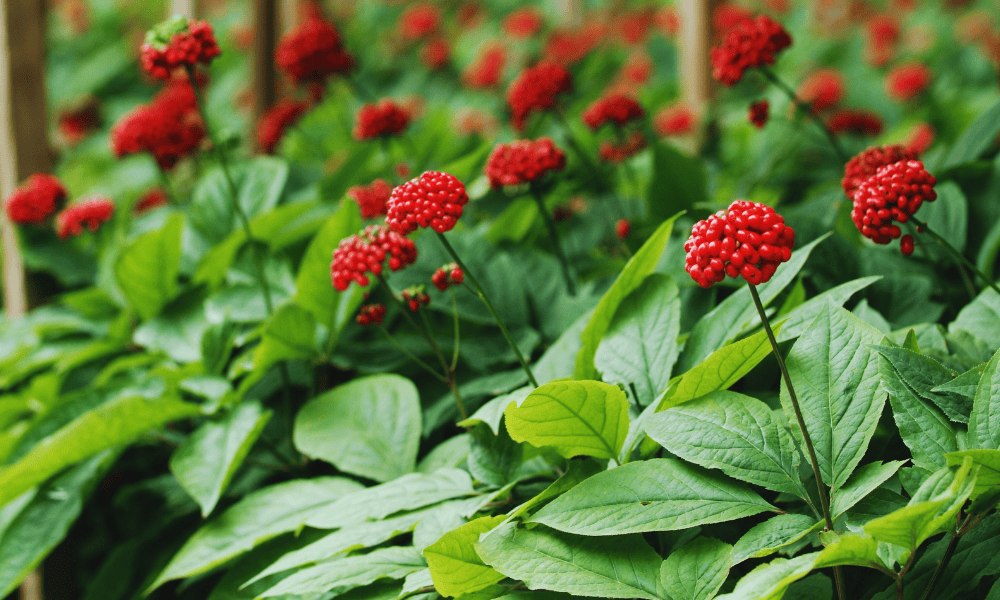 Ginseng – hva er det og hva gjør det for kroppen?
